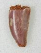 Bargain Raptor Tooth From Morocco - #19178-1